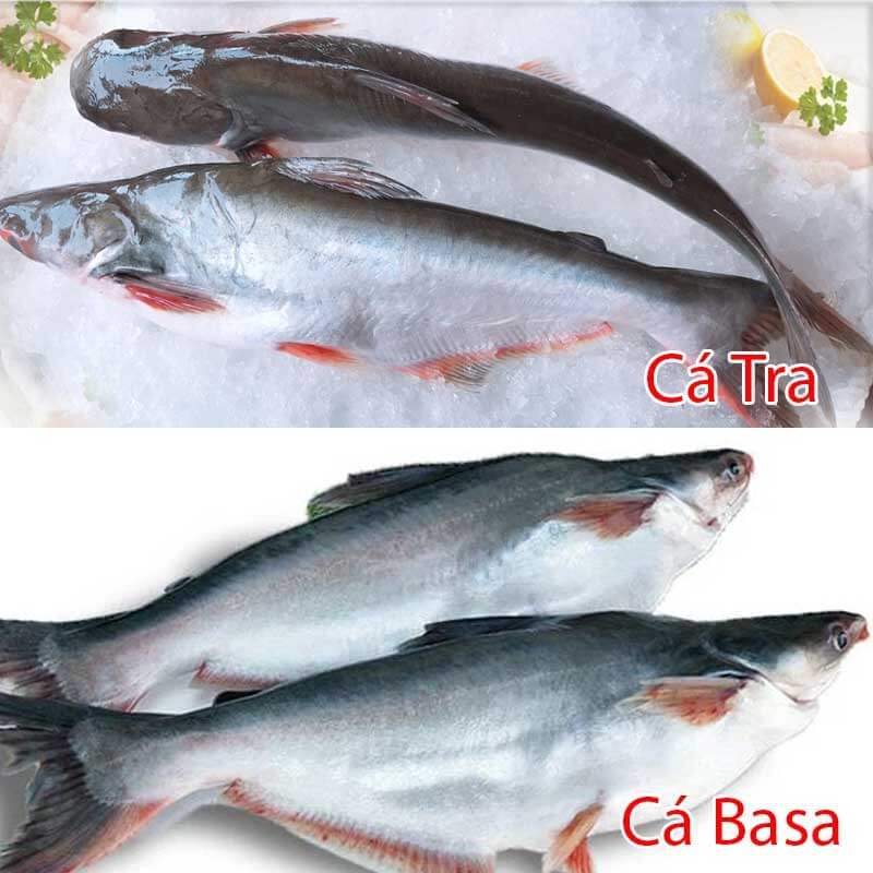 phân biệt cá tra và cá basa