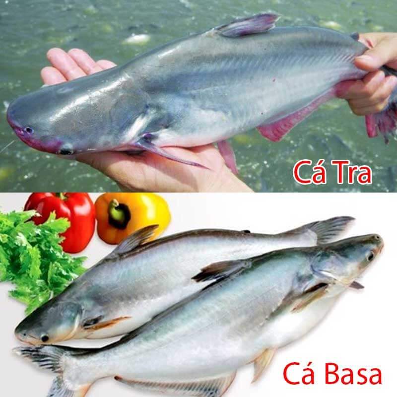 cách phân biệt cá tra và cá basa 2
